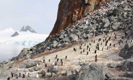 4.8.2020: Antarktis – Half Moon Island